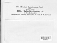 Diaporthe syngenesia image